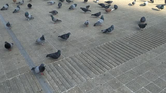 Bird pigeons___