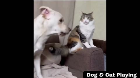 Dog & Cat Playing