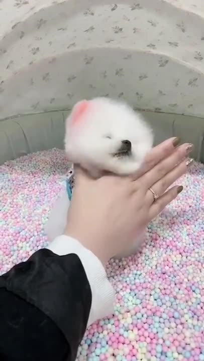 Fun Dogs Having fun so cute