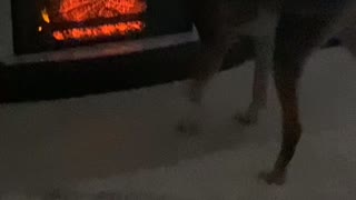 Dog scared of fireplace