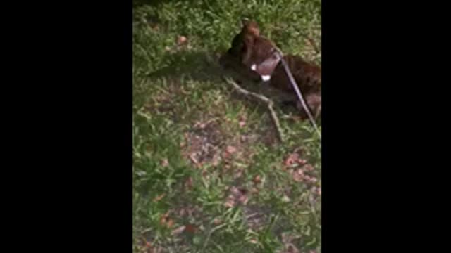 Pup chewing on pinecone