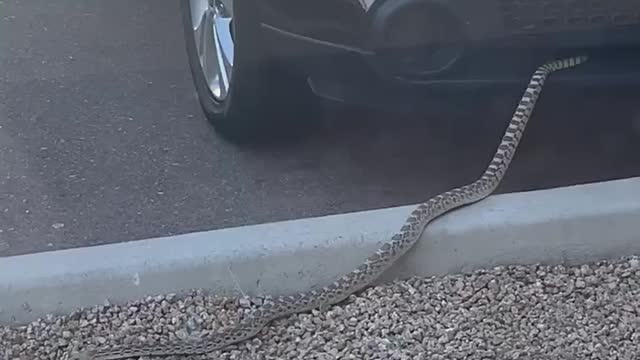 Surprisingly Long Snake Slithers Out of SUV
