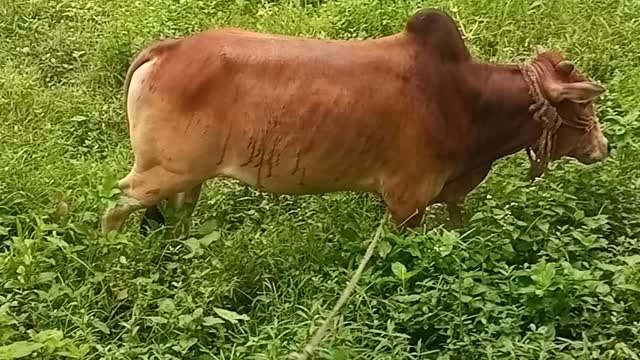 Cow Organic food