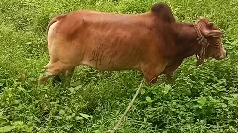 Cow Organic food