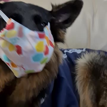 Smart dog protected from covid-19