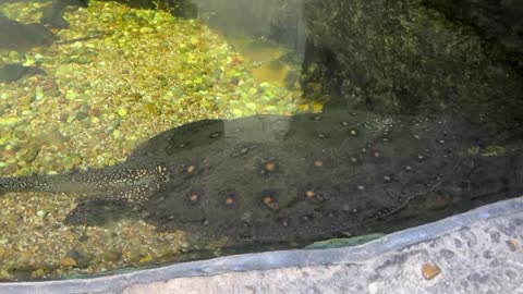 FISH OF COLOMBIA ZOO HOUSTON TEXAS USA