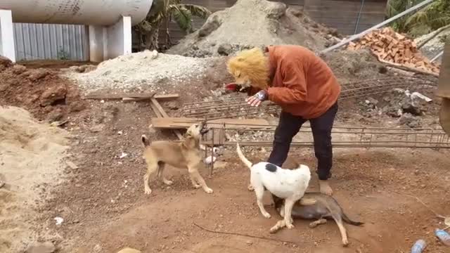 Fake Lion vs Real Dog Prank Funny Video Try not to Laugh