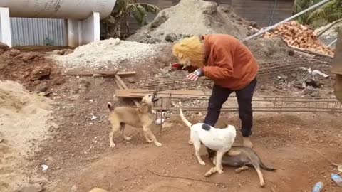 Fake Lion vs Real Dog Prank Funny Video Try not to Laugh
