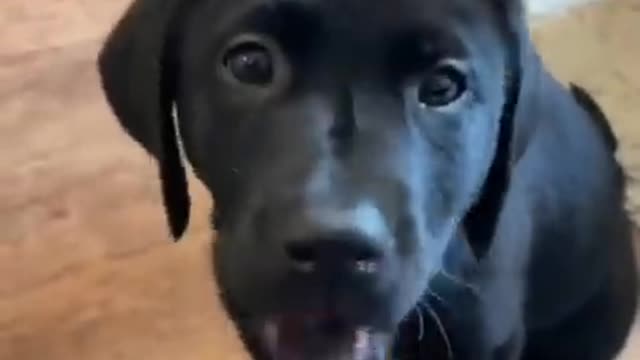 Dog funny tiktok compilation