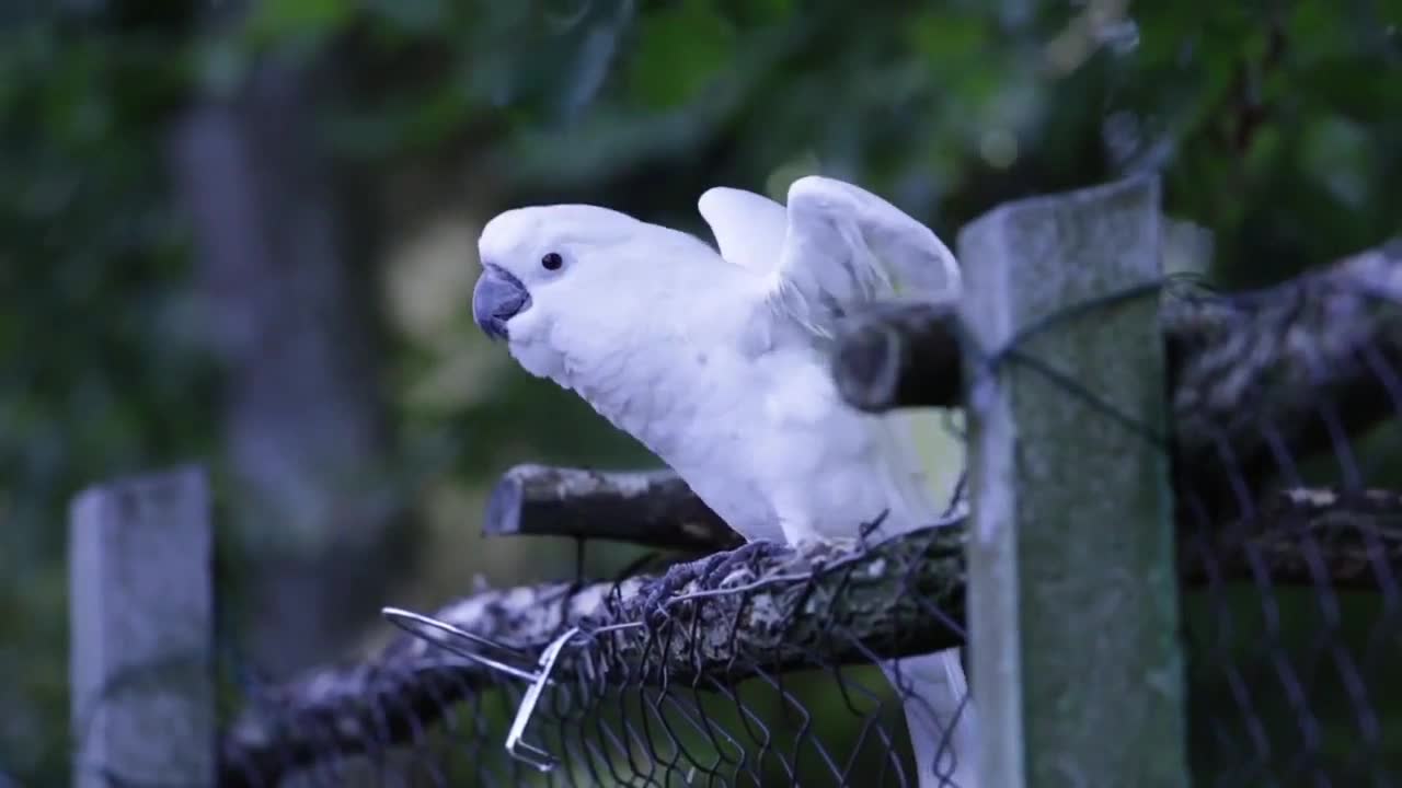 Cute parrot nice video