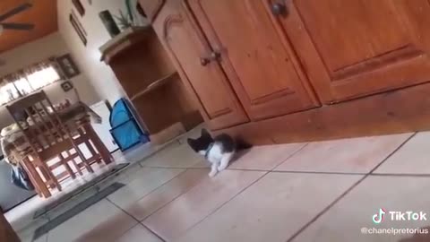 Cat vs tiger AWSOME