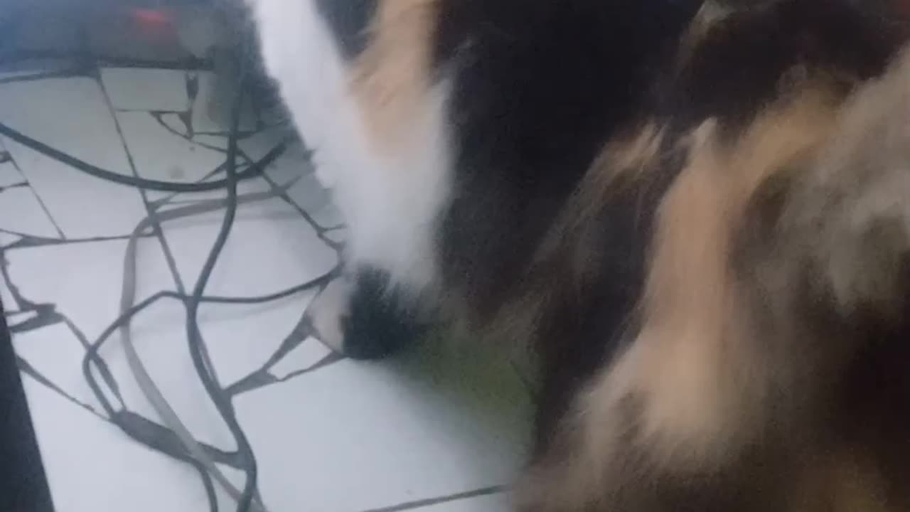 Funny cat