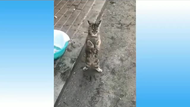 Cute cat dance, sweet cat, youtub