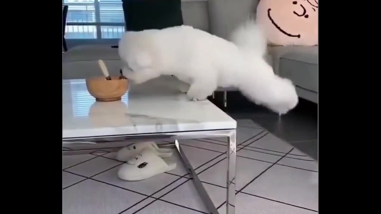 Hungry Dog Cant Reach The Food. 😯