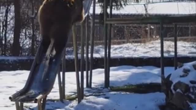 Zoo work - students also love to play. 🦥