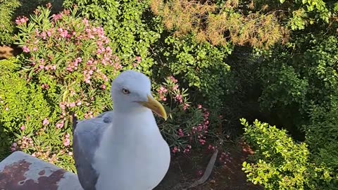 Animals