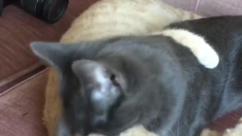 Grey cat licking white cat in sofa