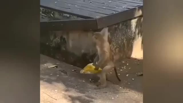 Very funny monkey video 😂😂 can't stop laughing
