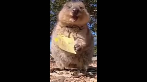 Cute animal,funny animal ,animal play #short