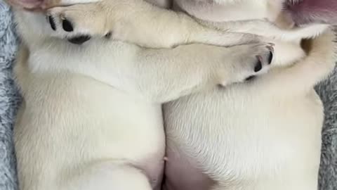 Adorable Puppies Showing Love To Each Other #shorts #sugarglider #sugarglidercare