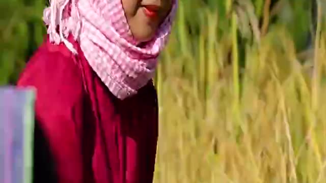 beautiful girls' rainy season rice harvest #shorts