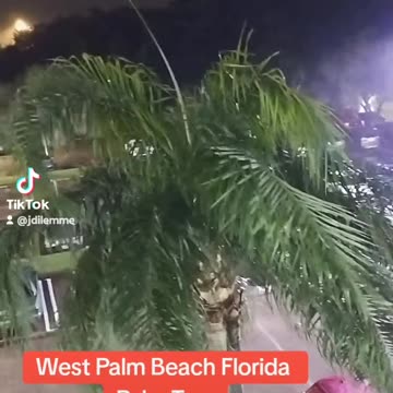 West Palm Beach Palm Tree getting ready for Hurricane Milton