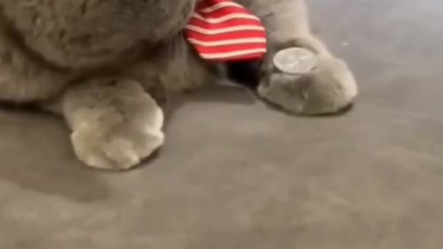 Adorable toddler cuddles with impressively tolerant cat