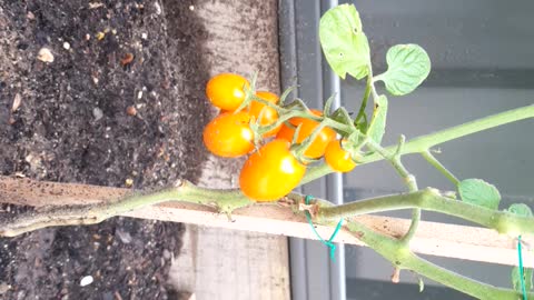 Tomatoes day 14