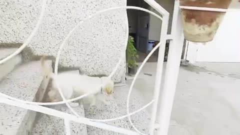 Beautiful brown labarador retriever is playing with cute white puppy