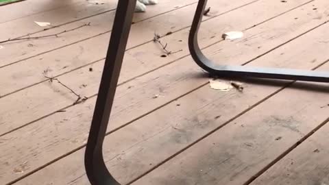 White dog messing with bug