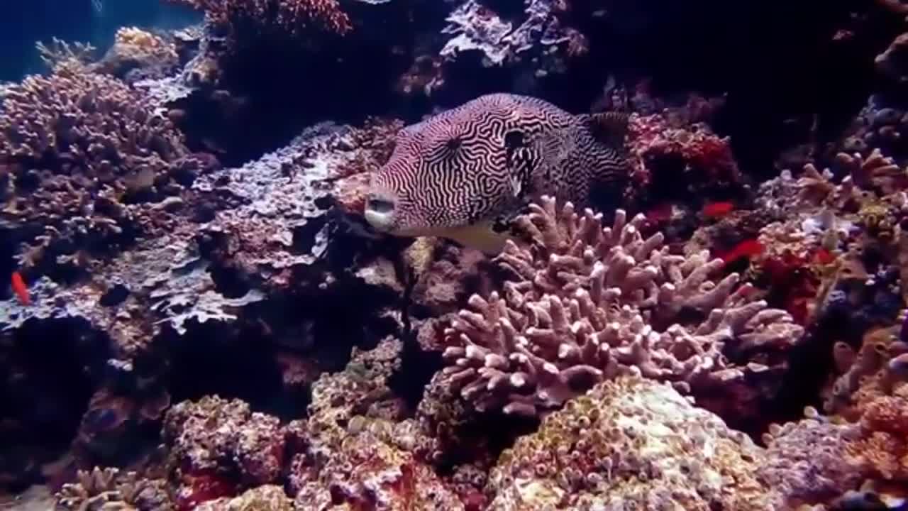 Life Under the Sea | Nature's Beauty | Relaxing Music