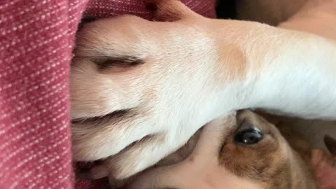 Bulldog puppy gives big brother a pedicure