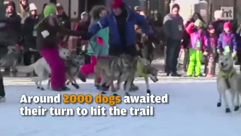 Around 2000 dogs participate in sled dog race in Alaska