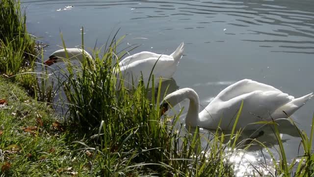 are swans dangerous to humans