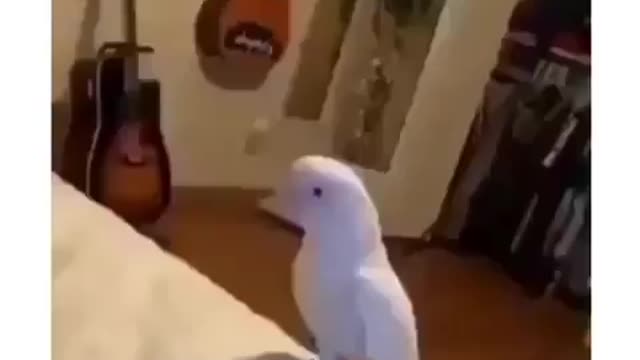 See how to dance the bird