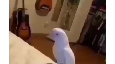 See how to dance the bird