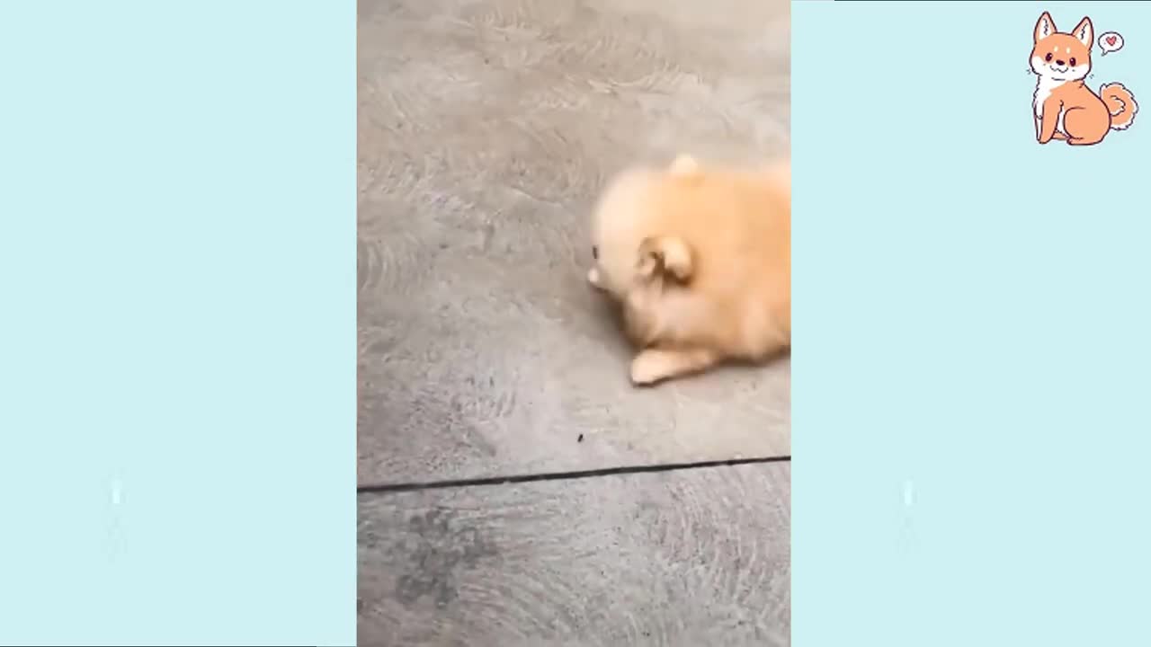 Compilation of Cute, Funny, and Smart Dogs