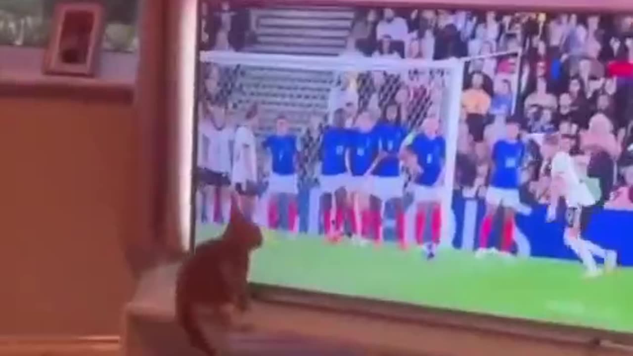 Football vs cat