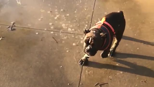 cute dog playing with cute water