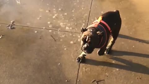 cute dog playing with cute water