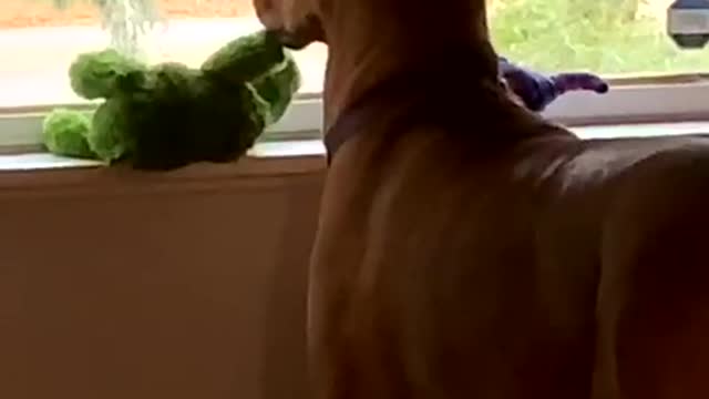 Squirrel Watch Pulls Pooch from Playtime