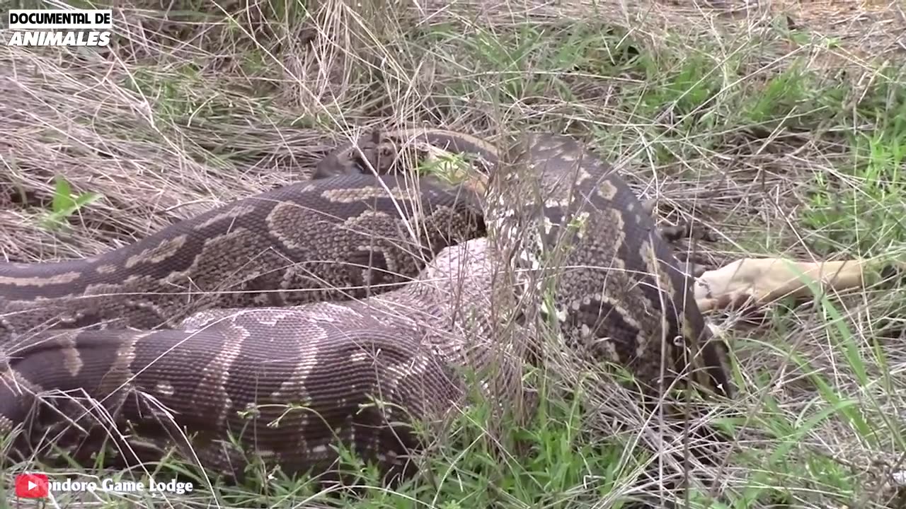 ¡Asustado! El Estúpido Pitbull Ataca A Una Pitón Gigante, ¿qué Pasa Después_ _ Mundo Animal