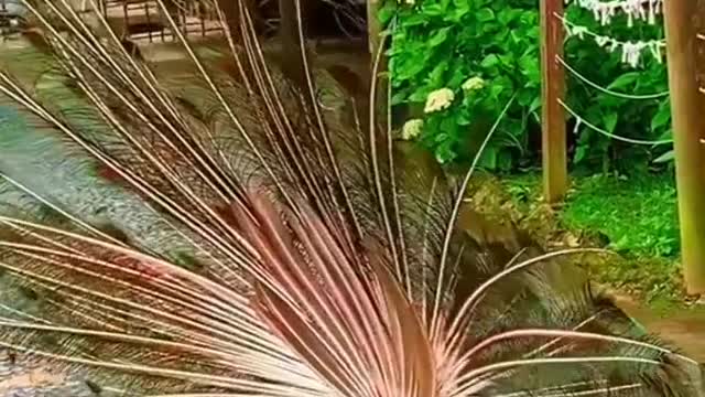 Best Birds - NATURE VIDEOS 2022 - NEW VIDEOS