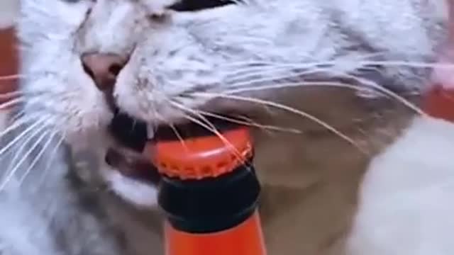 Funny cat beer