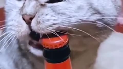 Funny cat beer