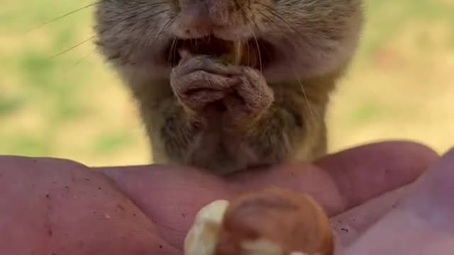 Squirrels jump on their laps to eat food