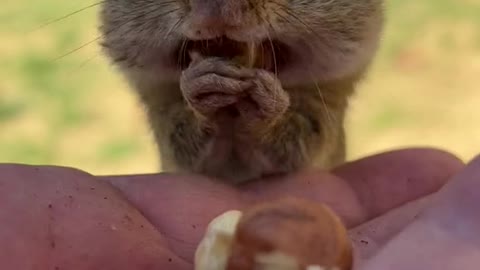 Squirrels jump on their laps to eat food