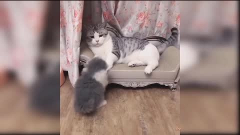 Baby cats - cute and Funny cat videos complination , Best Funny cat video 2021