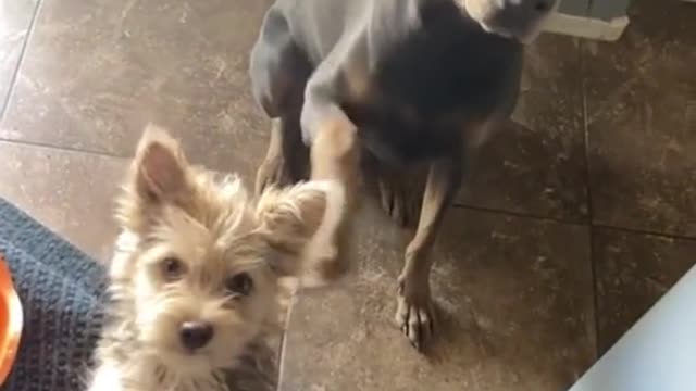 See this cute dog telling his brother to sit, so adorable..