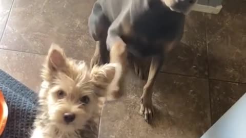 See this cute dog telling his brother to sit, so adorable..